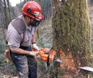 How can you find a local free tree cutting service?